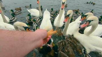 alimentazione cigni con pane nel fiume a principalmente nuvoloso giorno - primo persona Visualizza, lento movimento. cigni mangiare a partire dal mano. un' lotto di cigni e anatre nel un' stagno. Affamato uccelli nel un' selvaggio. uccelli combattente per cibo - pov video