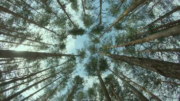 Low Angle View of a Pine Forest when Looking Up to the Trees. Bottom View of Pine Crowns at Sunny Summer Day. The Sky Can Be Seen Through the Tops of the Trees. Backward Gimbal Stabilizer Movement video