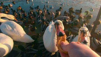 alimentazione di selvaggio cigni vicino il fiume nel freddo inverno giorno - primo persona Visualizza, lento movimento. tanto Affamato uccelli nel un' selvaggio. uccelli combattente per cibo. alimentazione anatre, cigni e gabbiani con il pane - pov video