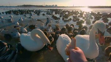 alimentación de salvaje aves cerca el río en frío invierno día - primero persona vista, lento movimiento. mucho hambriento aves en un salvaje. aves luchando para alimento. alimentación patos, cisnes y gaviotas con el un pan - pov video