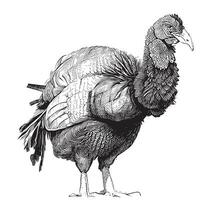 Turquía pájaro retro mano dibujado bosquejo vector ilustración acción de gracias día