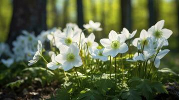 ai generado hermosa blanco flores de anémonas en primavera en antecedentes bosque en luz de sol en naturaleza foto