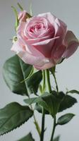 AI generated Pink rose flower on white background. photo