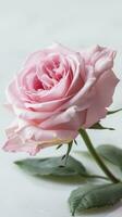AI generated Pink rose flower on white background. photo