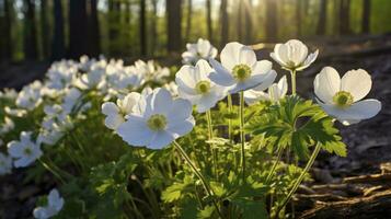 ai generado hermosa blanco flores de anémonas en primavera en antecedentes bosque en luz de sol en naturaleza foto