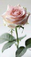 ai generado rosado Rosa flor en blanco antecedentes. foto