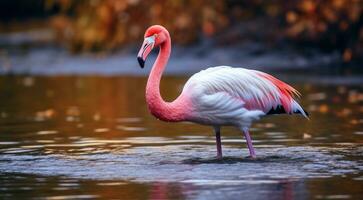 AI generated pink flamingo on the lake, pink flamingo swimming on the water, close-up of a beautiful pink flamingo photo