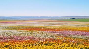 AI generated field of flowers, flowers in the field, colored flowers under the sky, colored flowers, flowers field photo