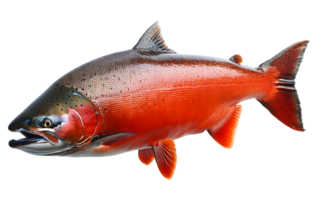 ai gegenereerd steelhead Zalm PNG