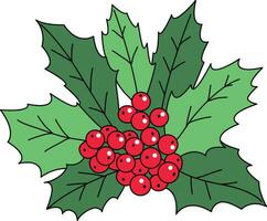 Holly cartoon, cute hand-drawn Holly pattern, The Holly design used decorate Christmas cards, invitations, wreaths. beautiful Holly leaves and berries. vector