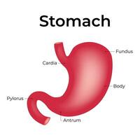 Stomach Science Design Vector Illustration Diagram