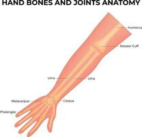 Hand Bones and Joints Anatomy Science Design Vector Illustration