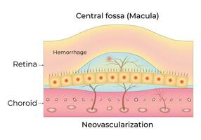 Central Fossa Macula Science Design Vector Illustration