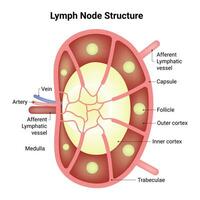 Lymph Node Structure Science Design Vector Illustration