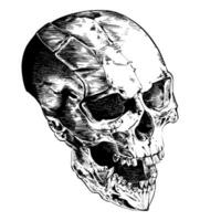 Skull with horns, in realistic style, with clear details, black and white vector drawing. For t-shirts, skull of an alien creature