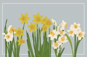 Daffodil border frame vector on gray background