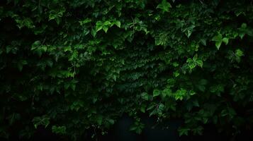 AI generated Green ivy wall texture background with copy space photo