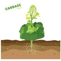 Cabbage with flowers. Cabbage blooms. Green leaves plant. Cabbage life cycle. Vegetables vector. Flat vector in cartoon style isolated on white background