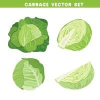 Cabbage vector set. Whole and half of cabbage head. Green leaves plant. Vegetables vector. Flat vector in cartoon style isolated on white background.