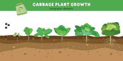 Cabbage plant growth stages. Green leaves plant. Cabbage life cycle. Growth cycle vector. Vegetables vector. Flat vector in cartoon style isolated on white background.