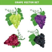 Grape vector set. White grape, red grape and black grape clip art. Organic fruit. Farming. Harvest festival. Flat vector isolated on white background.