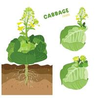 Cabbage with flowers. Cabbage blooms. Green leaves plant. Cabbage life cycle. Vegetables vector. Flat vector in cartoon style isolated on white background.