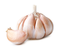 Single fresh white garlic bulb with segment or clove isolated with clipping path and shadow in png file format