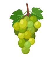 Bunch of green grapes with stem and leaf. Vector illustration.