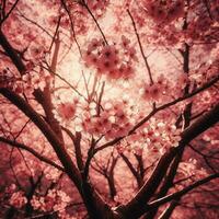 ai generado hiper realista sakamura Cereza florecer árbol hojas japonés festival Mañana Rocío Osaka tokio foto