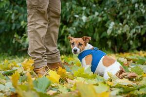 Jack Russell para un caminar en el parque foto