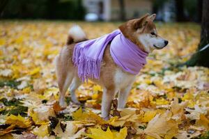 Shiba Inu walks with his owner in the park in autumn photo