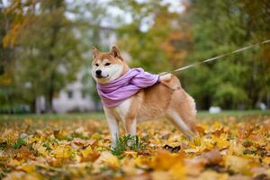 Shiba Inu walks with his owner in the park in autumn photo