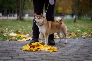 Shiba Inu walks with his owner in the park in autumn photo