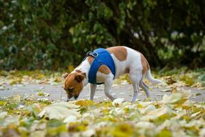 Jack Russell for a walk in the park photo