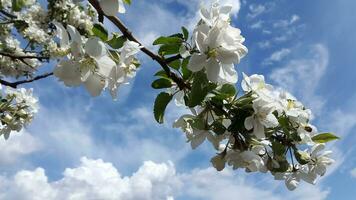 Apple tree in bloom. Apple tree blossom. Blooming apple tree branches against the sky photo