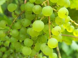 Grape. Bunches of light grapes. Natural background with grapes photo