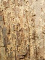 Rotten wood. Rotten wood texture. Dry old wood photo