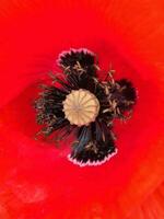 Red poppy. Poppy flower close up. Background for greeting card photo