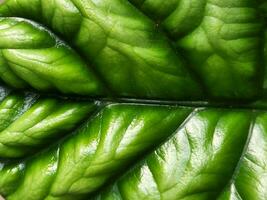 Alocasia. Alocasia leaf. Houseplant leaf. Organic texture photo