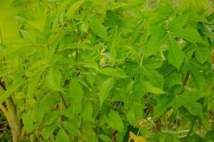 Fresh green leaves background photo
