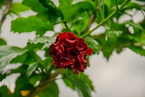 Red hibiscus flower photo