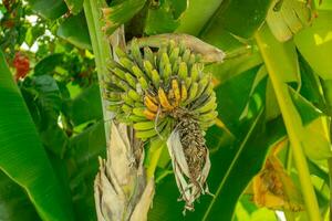 a banana tree with a bunch of bananas on it photo