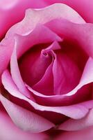 Pink rose flower close up for background and soft focus vertical shape photo