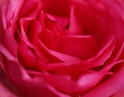 Red rose flower close up for background , soft focus horizontal shape , Vivid magenta color of the year 2023. Valentines Day concept photo