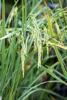 rice in field for background photo