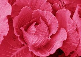 Collard pink plant top view for background in color Viva magenta,  Color of the year 2023 photo