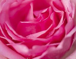 Pink rose flower close up for background and soft focus horizontal shape photo