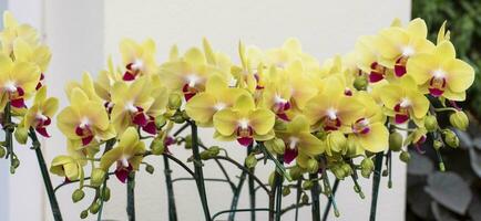 Close-up yellow orchid in the garden, horizontal shape , Web banner. Wide. Panoramic. Website header. photo