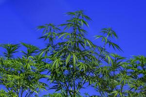 Green leaves of medicinal cannabis on dark blue background. photo