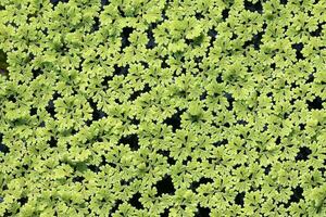 Azolla caroliniana or Mosquito fern, Water fern. It is a small aquatic plant in the family of ferns. It grows on water surface, in the tropics and in general. photo